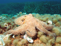 The Common Octopus, Octopus vulgaris.