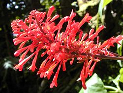 Flowers of Odontonema cuspidatum