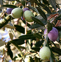 Olea europaea, Dead Sea, Jordan