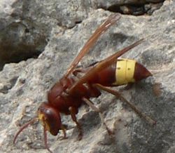 Oriental hornet, Vespa orientalis