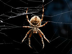 Eriophora transmarina from Australia