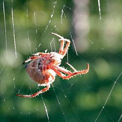 an Orb-weaver spider, Family: Araneidae