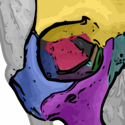 The seven orbital bones of the skull