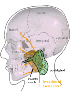 Parotid gland en.png