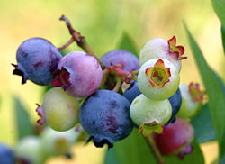 Vaccinium corymbosum