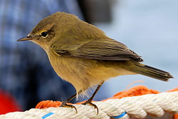 Resting during migration at seaBirdsong