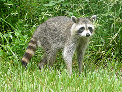 A raccoon in Birch State Park,Fort Lauderdale, Florida