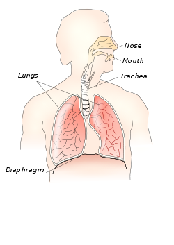 Respiratory system.svg