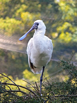 Royal Spoonbill