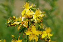 Saint johns wart flowers.jpg