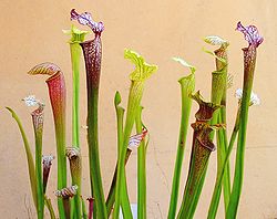 Sarracenia species and hybrids