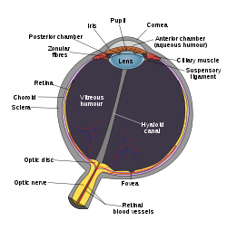 Schematic diagram of the human eye en.svg