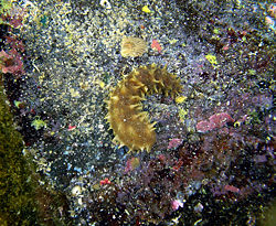 A sea cucumber