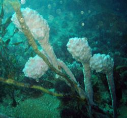 Sea Tulips, Pyura spinifera