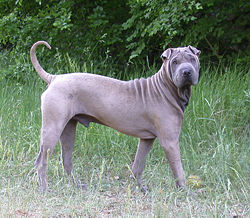 Shar-Pei2.jpg