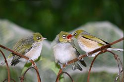 Silvereye (Zosterops lateralis), adult (right) and juveniles