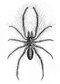 A male Galeodes sp. (From R A Lydekker, 1879)