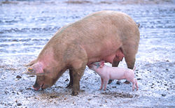 A domestic sow and her piglet.