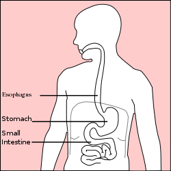 Stomach diagram.svg