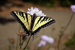 Western Tiger Swallowtail, Papilio rutulus