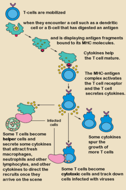 T cell activation.png