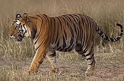 A Bengal Tiger (P. tigris tigris) in India's Bandhavgarh National Park.