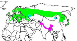 Green – resident all year Blue – winter visitor onlyMagenta – subspecies now often split as Hodgson’s Treecreeper