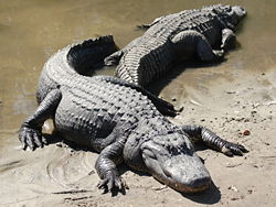 American alligators (Alligator mississippiensis)