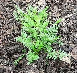 Valeriana officinalis.jpg