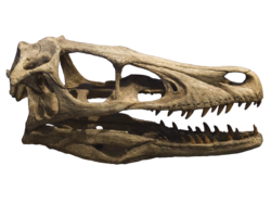 Replica of a Velociraptor mongoliensis skull