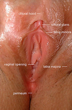 Vulva labeled.jpg