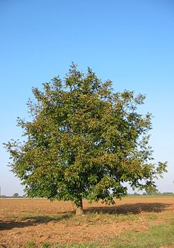 Common walnut, Juglans regia