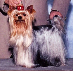 Yorkshire Terrier WA Mozart Dolce Sinfonia.jpg