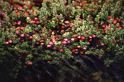 Cranberry bush with fruit partially submerged