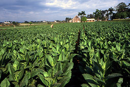 none Tobacco field in Pinar del Río Province