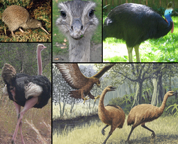 Various ratite birds