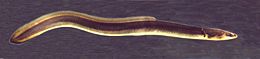 American eel, Anguilla rostrata