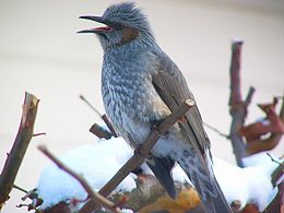 Brown-eared Bulbul, Microscelis amaurotis