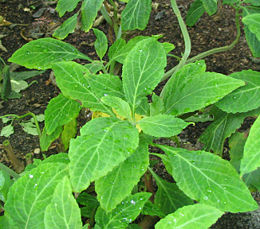 Salvia divinorum plants.