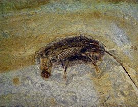 Fossil of Eomaia, the oldest known eutherian