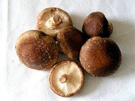 Lentinula edodes.jpg