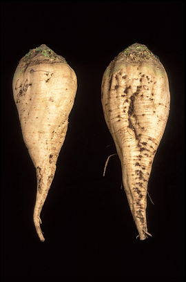 Two sugar beets - the one on the left has been selectively bred to be smoother than the traditional beet, so that it traps less soil.