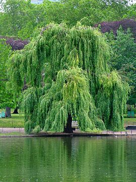 Salix × sepulcralis - weeping willow