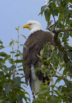 Bald Eagle