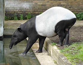 Malayan Tapir (London Zoo)