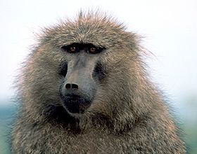 Olive Baboon, Papio anubis