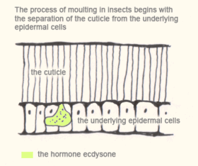 The-arthropods-moulting-1.gif