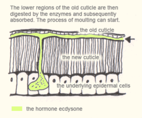 The-arthropods-moulting-3.gif