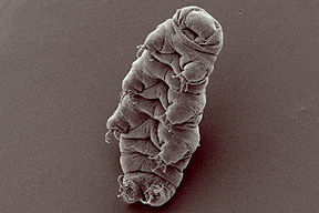 The tardigrade Hypsibius dujardini