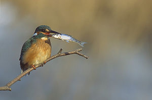 Subspecies A. a. ispida, Poland